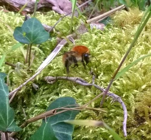 Bombus pascuorum